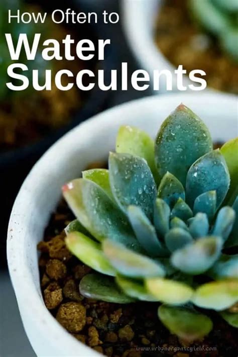 moisture meter succulents|how often to water succulent plants.